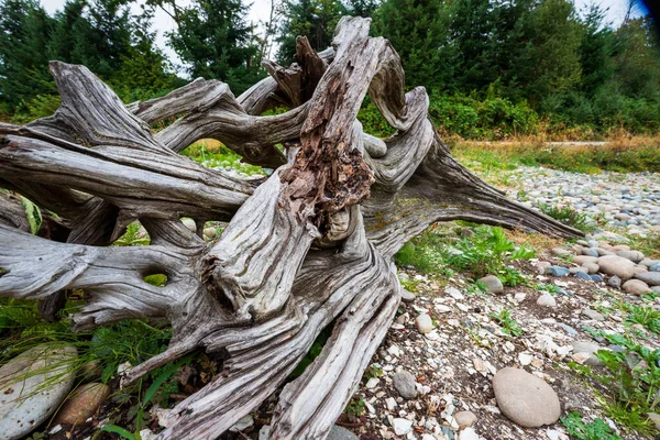 Küçük çakıl ve taşlarla kaplı bir nehir kıyısında uzanan geniş, eğri büğrü, yıpranmış ağaç kökü parçasının alçak açılı geniş açılı görüntüsü. Organik, doku ve eşsiz manzara kavramları için idealdir..