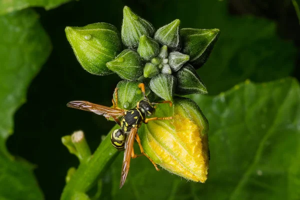 Bir luffa bitkisinin canlı yeşil tomurcuklarına tünemiş çizgili bir eşekarısının keskin makro fotoğrafı, tek bir sarı çiçek tomurcuğu kısmen açık ve hassas su damlacıkları görünür.