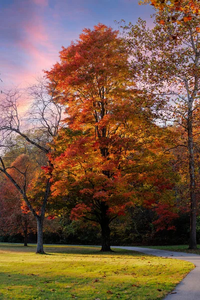 Kırmızı ve turuncu sonbahar renginde büyük bir akçaağaç için çarpıcı bir dikey manzara, yeşil bir parkta güzel pembe ve mor bir günbatımı gökyüzü tarafından aydınlatılıyor. Mevsimsel değişimin sembolü..