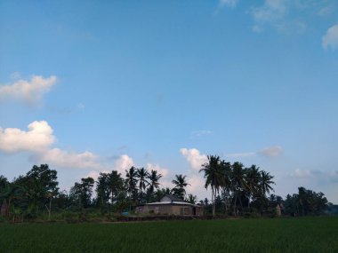 Yeşil ve taze pirinç tarlasında güzel hindistan cevizi ağaçları