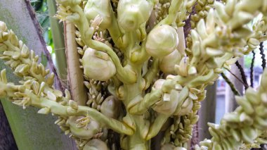 Hindistan cevizi ağacı çiçeklerinin (Cocos nucifera) yakın plan görüntüsü