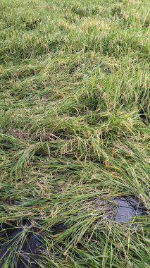 Kuvvetli rüzgar ya da yağmurdan dolayı düz saplı pirinç tarlasına yakın çekim.