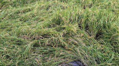 Kuvvetli rüzgar ya da yağmurdan dolayı düz saplı pirinç tarlasına yakın çekim.