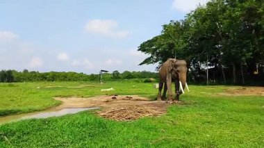 Çimenli bir tarlada duran görkemli bir fil berrak mavi bir gökyüzünün altında