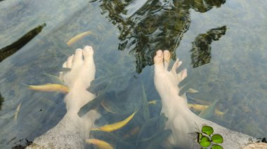 Küçük balıklarla çevrili berrak suya batmış bir çift ayak.