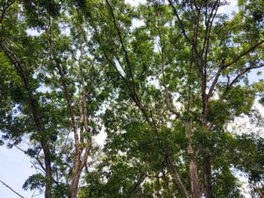 Parlak mavi gökyüzüne uzanan yemyeşil yapraklı yüksek ağaçların güzel manzarası.