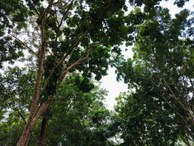 Parlak mavi gökyüzüne uzanan yemyeşil yapraklı yüksek ağaçların güzel manzarası.