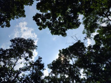 Parlak mavi gökyüzüne uzanan yemyeşil yapraklı yüksek ağaçların güzel manzarası.