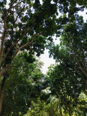 Parlak mavi gökyüzüne uzanan yemyeşil yapraklı yüksek ağaçların güzel manzarası.