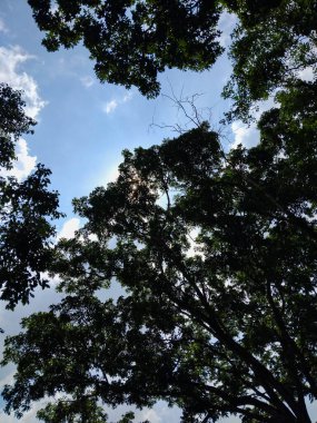 Parlak mavi gökyüzüne uzanan yemyeşil yapraklı yüksek ağaçların güzel manzarası.