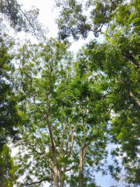 Parlak mavi gökyüzüne uzanan yemyeşil yapraklı yüksek ağaçların güzel manzarası.