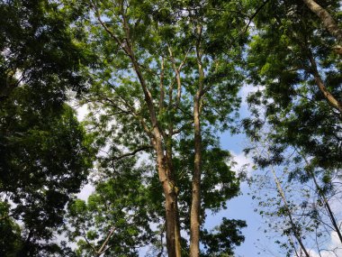 Parlak mavi gökyüzüne uzanan yemyeşil yapraklı yüksek ağaçların güzel manzarası.