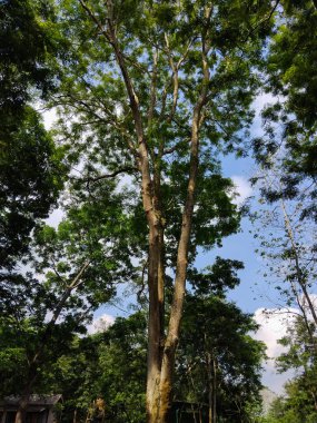 Parlak mavi gökyüzüne uzanan yemyeşil yapraklı yüksek ağaçların güzel manzarası.