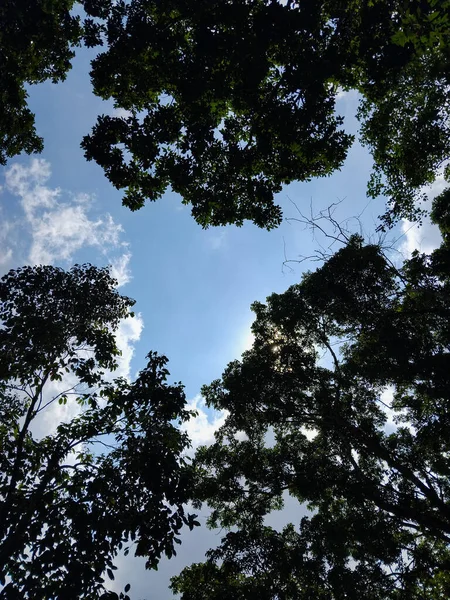 Parlak mavi gökyüzüne uzanan yemyeşil yapraklı yüksek ağaçların güzel manzarası.