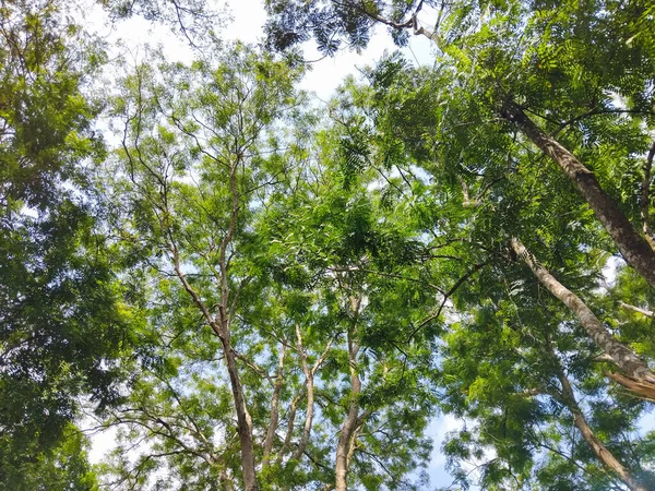 Parlak mavi gökyüzüne uzanan yemyeşil yapraklı yüksek ağaçların güzel manzarası.