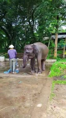 LAMPUNG, INDOENSIA - 19 Ekim 2025: Bir bekçi 19 Ekim 2025 'te Endonezya' da yemyeşil ağaçlarla çevrili bir alanda Asya filini hortumla yıkadı.