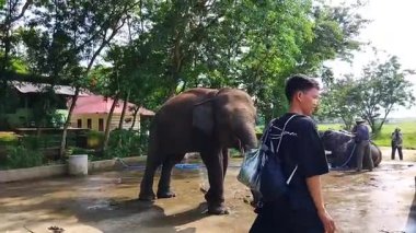 LAMPUNG, INDOENSIA - 19 Ekim 2025: Fillerle fotoğraf çeken ziyaretçiler, Endonezya 19 Ekim 2025.