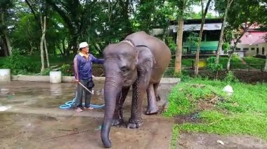 LAMPUNG, INDOENSIA - 19 Ekim 2025: Bir bekçi 19 Ekim 2025 'te Endonezya' da yemyeşil ağaçlarla çevrili bir alanda Asya filini hortumla yıkadı.
