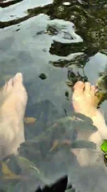 Küçük balıklarla çevrili berrak suya batmış bir çift ayak.