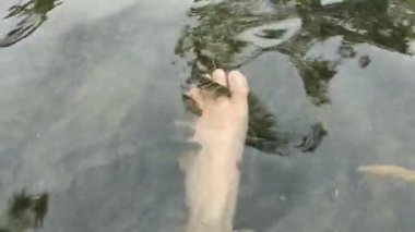 Küçük balıklarla çevrili berrak suya batmış bir çift ayak.