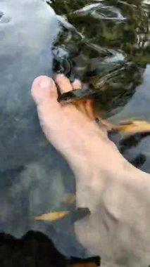 Küçük balıklarla çevrili berrak suya batmış bir çift ayak.