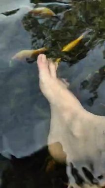 Küçük balıklarla çevrili berrak suya batmış bir çift ayak.