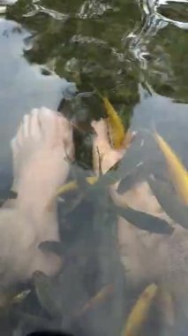 Küçük balıklarla çevrili berrak suya batmış bir çift ayak.