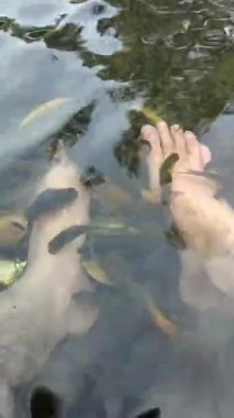 Küçük balıklarla çevrili berrak suya batmış bir çift ayak.