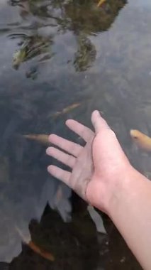 Bir çift el, küçük balıklarla çevrili berrak suya battı.