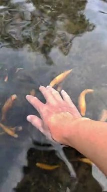 Bir çift el, küçük balıklarla çevrili berrak suya battı.