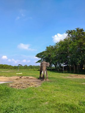 Çimenli bir tarlada duran görkemli bir fil berrak mavi bir gökyüzünün altında