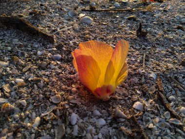 Yerde dinlenen sarı-turuncu bir tropikal çiçeğin yakın plan çekimi. Batan güneşin sıcacık parıltısıyla güzelce aydınlatılmış.