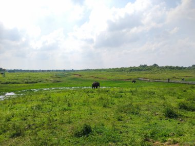 Uçsuz bucaksız yeşil bir tarlada dağınık bulutlu, parlak mavi gökyüzünün altında duran fillerin manzaralı bir fotoğrafı.