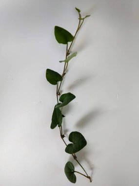 Kökleri beyaz bir arka planda izole edilmiş küçük yeşil bir bitkinin yakın plan fotoğrafı.