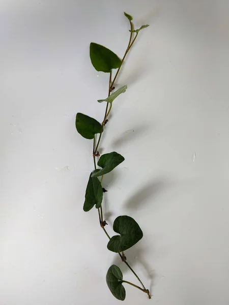 Kökleri beyaz bir arka planda izole edilmiş küçük yeşil bir bitkinin yakın plan fotoğrafı.