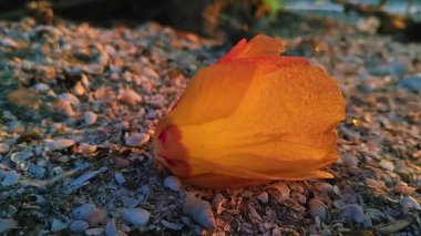 Yerde dinlenen sarı-turuncu bir tropikal çiçeğin yakın plan çekimi. Batan güneşin sıcacık parıltısıyla güzelce aydınlatılmış.