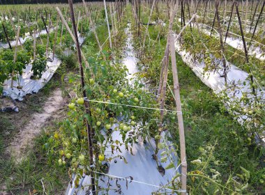 Açık bir bahçede yetişen olgunlaşmamış yeşil domates kümelerini taşıyan domates bitkisinin yakından görüntüsü.