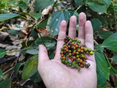Olgunluğun çeşitli aşamalarında taze toplanmış biberleri (Piper nigrum) tutan bir elin yakın çekimi