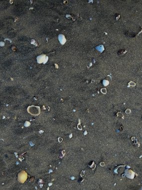 Dağınık deniz kabukları ve küçük çakıl taşlarıyla siyah kumsal manzarası
