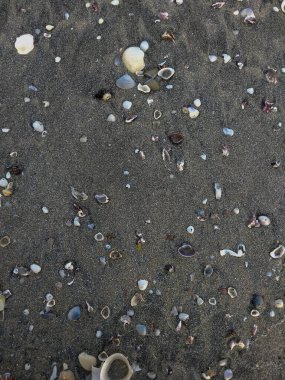 Dağınık deniz kabukları ve küçük çakıl taşlarıyla siyah kumsal manzarası