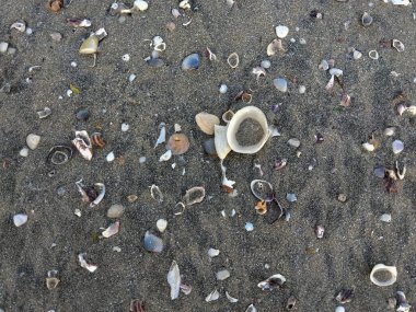 Dağınık deniz kabukları ve küçük çakıl taşlarıyla siyah kumsal manzarası