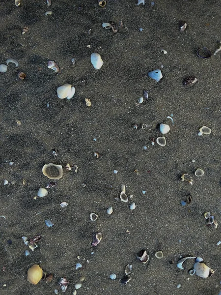 Dağınık deniz kabukları ve küçük çakıl taşlarıyla siyah kumsal manzarası