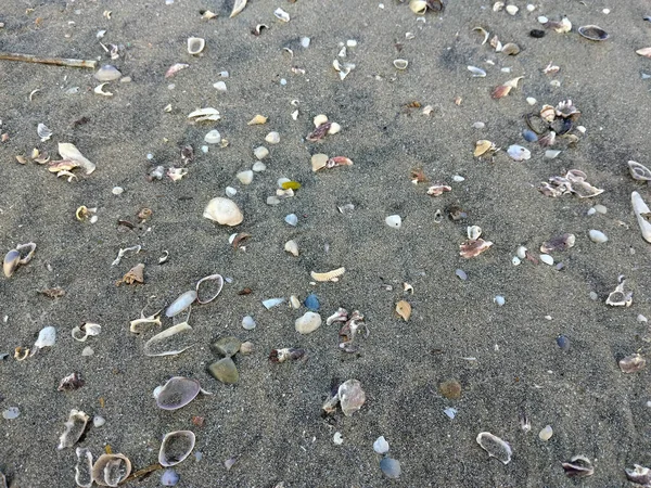 Dağınık deniz kabukları ve küçük çakıl taşlarıyla siyah kumsal manzarası