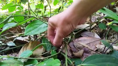 Sarmaşıkta olgunlaşan biberlerin (Piper nigrum) yakın çekimi