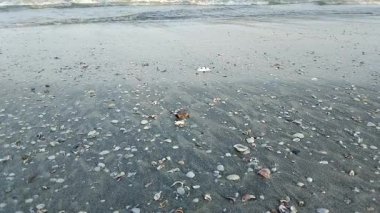 Sakin bir deniz manzarası, kıyıya vuran dalgalar, ıslak kumları kaplayan dağınık deniz kabukları.