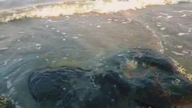 Sakin bir deniz manzarası, kıyıya vuran dalgalar, ıslak kumları kaplayan dağınık deniz kabukları.