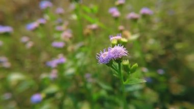 Doğal bir tarlada açan narin mor yapraklı küçük kır çiçeklerine yakın çekim.