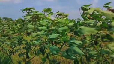 Bereketli yeşil bir çalılık. Açık bir alanda, parlak bir gökyüzünün altında büyüyen yapraklar.