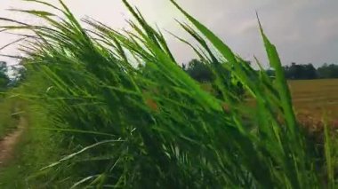 Kırsal bir alanda gün ışığında büyüyen ince beyaz tohum başları ile uzun yabani otlar.