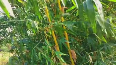 Yüksek sarı saplı, yemyeşil yapraklı, güpegündüz yakalanmış bir bambu tohumu.